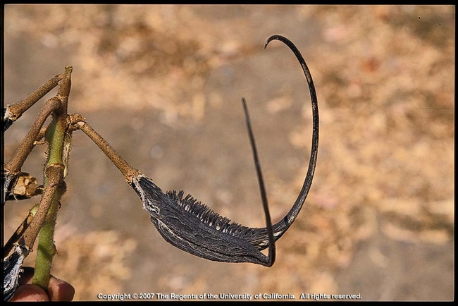 Devil's Claw or Ram's Horn (Proboscidea louisianica)