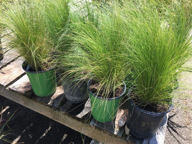 Mexican feathergrass (Stipa tenuissima) was a wildly popular invasive plant being sold in nurseries across Calif. (Photo credit: PlantRight).