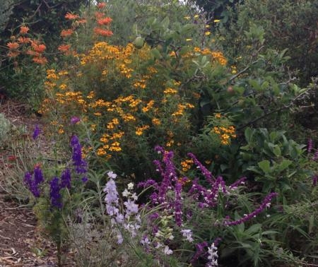 Drought tolerant California Friendly Gardening can be a beautiful, productive mix of ornamentals and edibles.