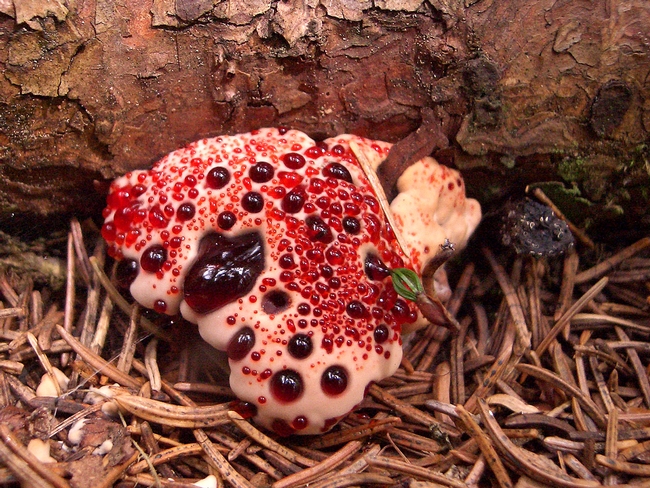 The bleeding tooth fungus is present among moss and pine needles in coniferous forests.