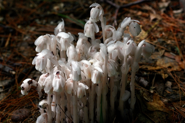 Ghost plant is translucent, often appearing almost “ghostly” white. It is a perennial wildflower in the blueberry family, also known as corpse plant.