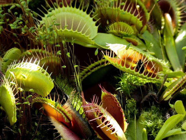 Venus fly trap is the predator of the plant world and has several small, tooth-like structures that serve as a “mouth”. This “mouth” closes to catch and trap insects that the plant liquefies and feeds off of.