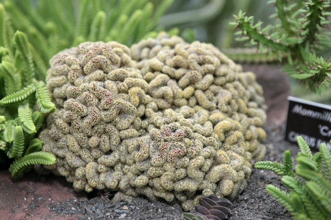 Cristata brain cactus is a gruesome looking plant with unusual development patterns. When it grows it appears to look like a zombies favorite treat, the human brain.