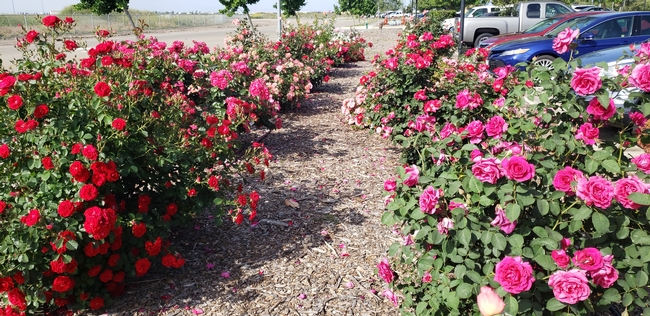 Two rows of blooming roses, pink on the right and red on the left with a narrow mulched path for walking in between. Roses are planted next to parking lot.