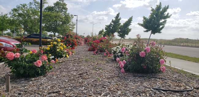 Roses in pink, yellow, white and red are in full bloom with extra large showy flowers. Surrounding the roses on both sides are trees and a hillside off in the horizon.