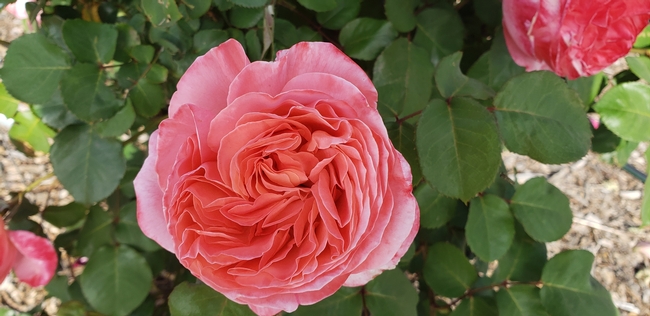 One single peachy pink double blooming rose and healthy looking leaves on display.
