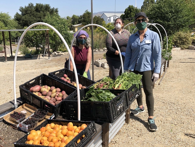 3 volunteers, one wearing a red tank top, another wearing a blue long sleeved denim shirt with pockets and the last a long sleeve grayish shirt, standing next to a colorful harvest of red potatoes, yellow lemons, berries and greens.