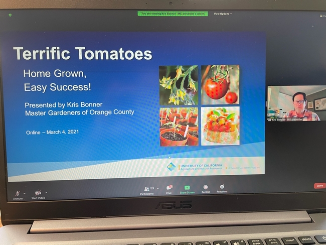 Screenshot of a Zoom presentation title slide and speaker on tomato gardening, title says Terrific Tomatoes – Home Grown, Easy Success!