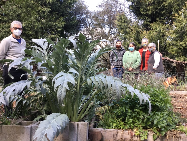 Five people, wearing facemasks to guard against the spread of COVID-19, stand on either side of a raised garden bed with a large artichoke plant growing in it.