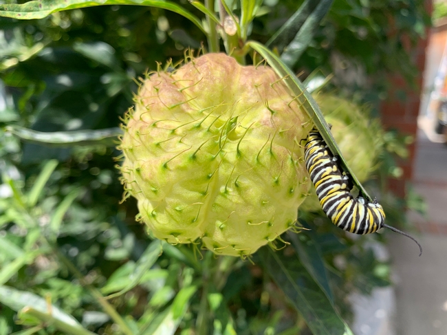 Monarch caterpillar on a balloon plant seed pod
