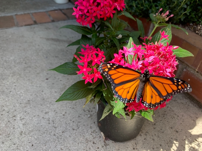 A new male monarch butterfly on a Pentas plant bloom.