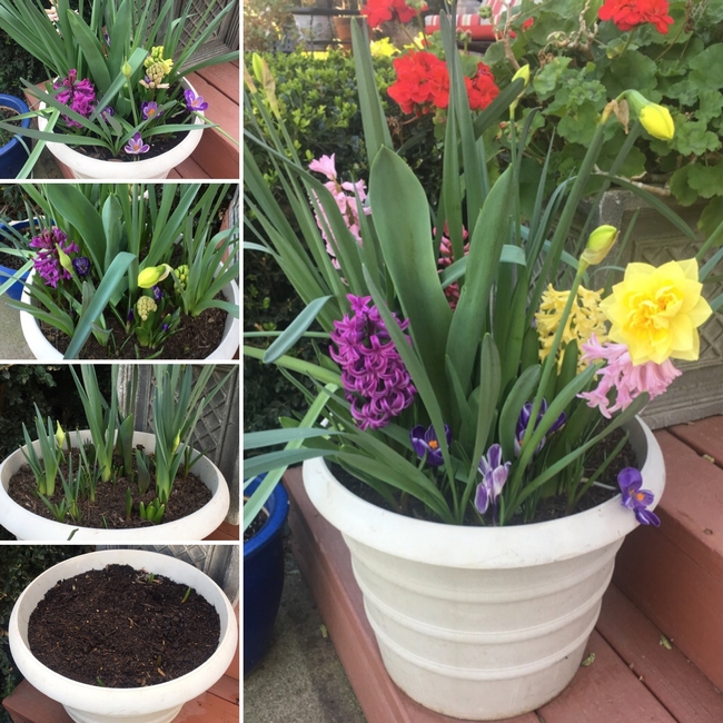 Potted plant of bulbs blooming at different stages.