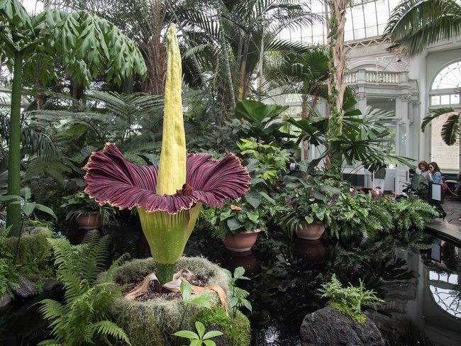 2048px-Corpse flower (71317)a