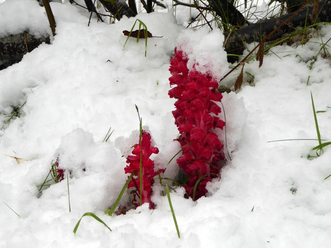 Snow plant pushing up through layer of white snow.