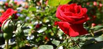 Febraury gardening tips from the UC Master Gardener Program! February is the perfect time to plant bare root roses for stunning blooms in the spring and summer. Credit: 