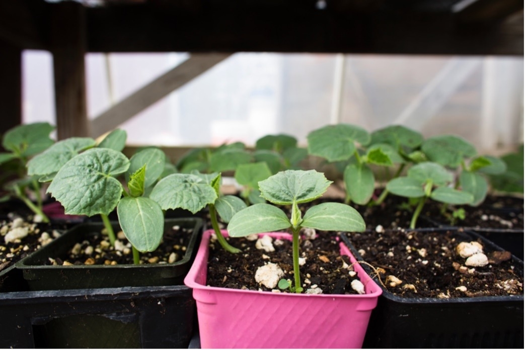 6 Tips For College Students Who are Aspring Plant Parents