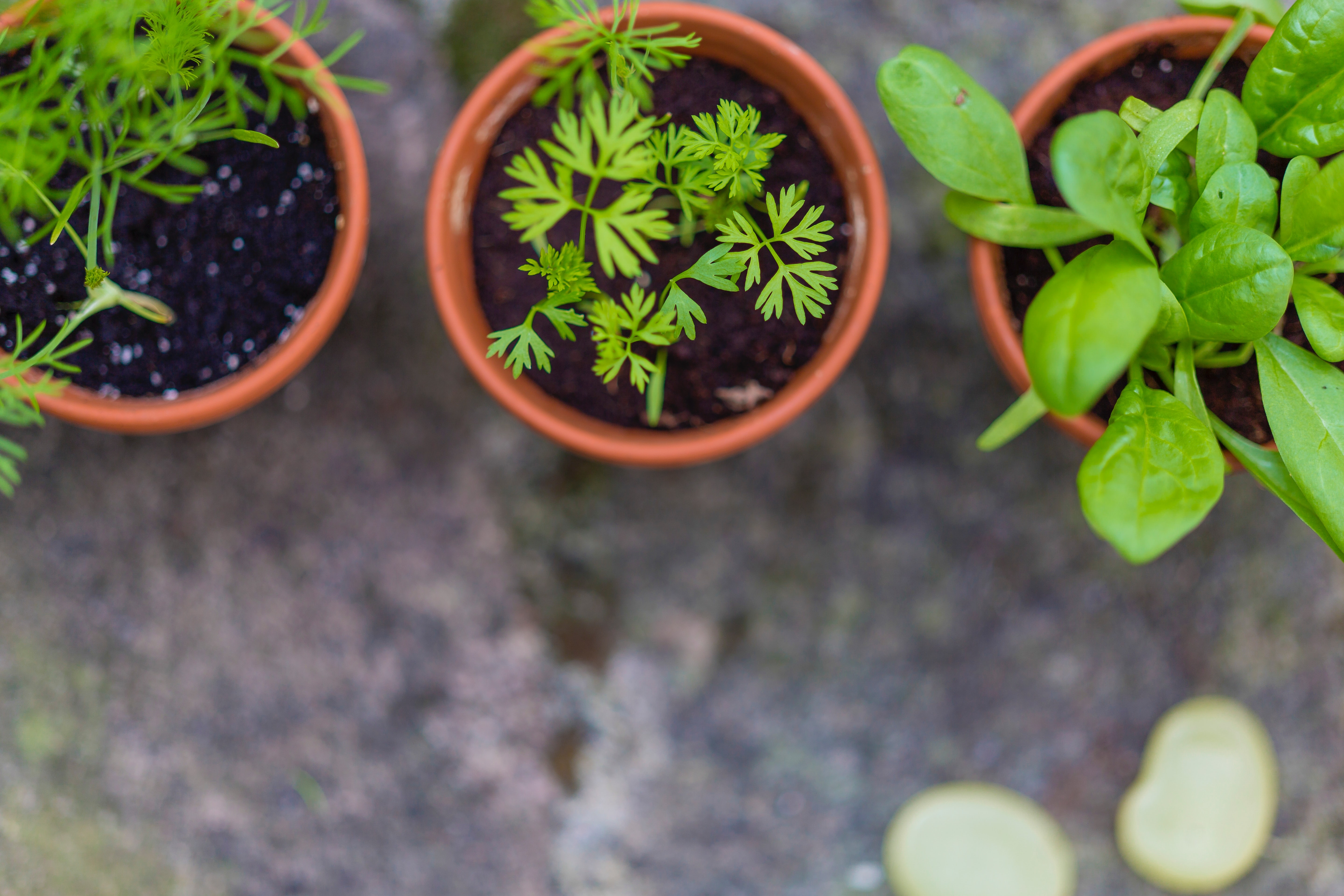 6 Tips For College Students Who are Aspring Plant Parents