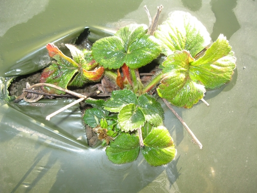 Strawberry plants (variety Albion) about 85 days after transplanting.  Stunted plant growth, discoloration of the foliage with purple tinge indicated injury from 1,3-D.  Transplanting took place 16 days after fumigation.  (Photos by Surendra Dara)
