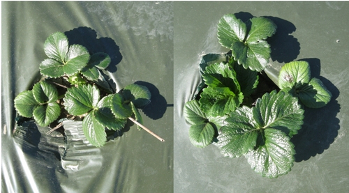 A typical plant from 1,3-D injured field 110 days after transplanting (left) is smaller than a typical plant from a neighboring field which was transplanted about 3 weeks later and not subjected to 1,3-D injury (right) (Photos by Surendra Dara)