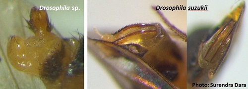 Normal ovipositor of Drosophila sp. and sclerotized ovipositor of spotted wing drosophila