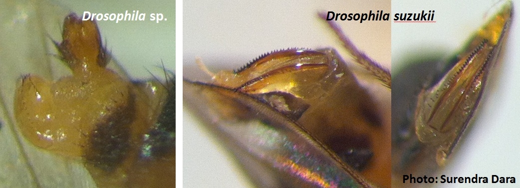 Spotted Wing Drosophila In Santa Maria Strawberries E Journal Of