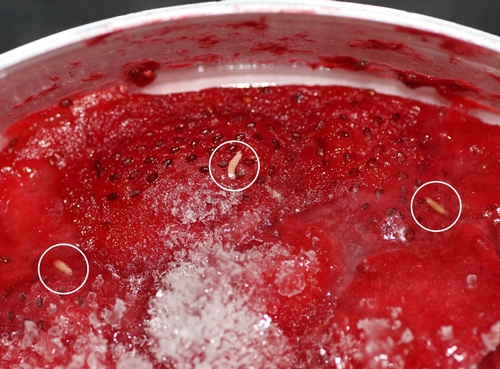 SWD maggots in frozen strawberries