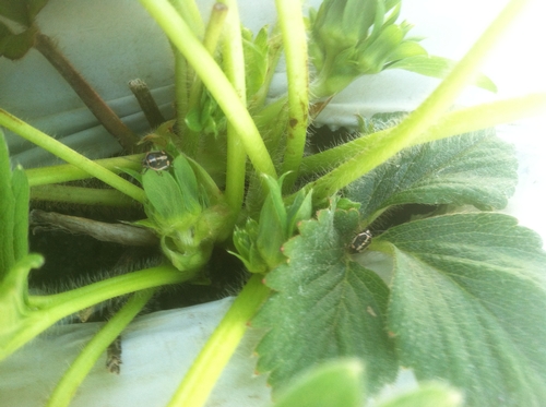 Bagrada bug on strawberries-Lane Stoeckle-20120919 (1)