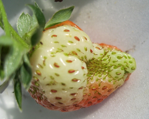 Low temperature-distorted fruit-small achenes 1