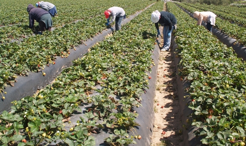 Sanitation-removing dead, dried leaves and ripe fruit