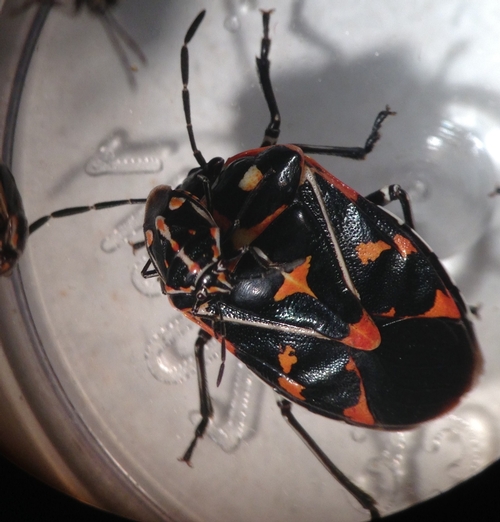 Bagrada bug on a harlequin bug 2