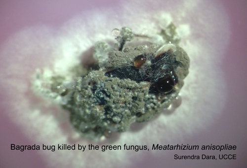 Bagrada bug killed by Metarhizium anisopliae-1