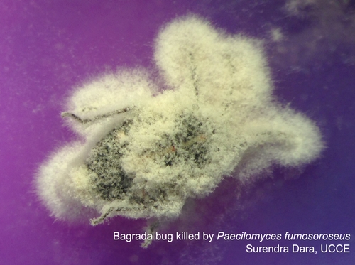 Bagrada bug killed by Pfr FE9901
