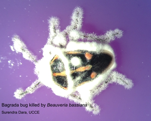 Bagrada bug killed by Beauveria bassiana