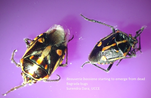 Bagrada bug killed by Bb-fungal emergence