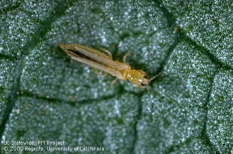 Western flower thrips adult-yellow