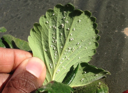 Greenhouse whitefly infestation-Surendra Dara