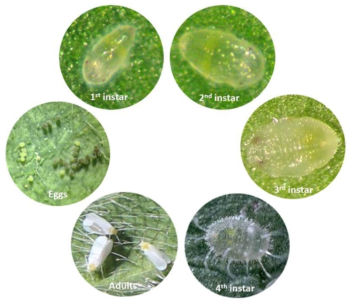 Life cycle of greenhouse whitefly