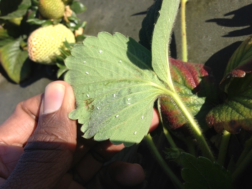 Greenhouse whiteflies on strawberries