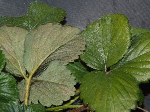 TSSM damage-upper and lower leaf surfaces