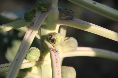 Bagrada bugs on Brussels sprouts-Bakersfield