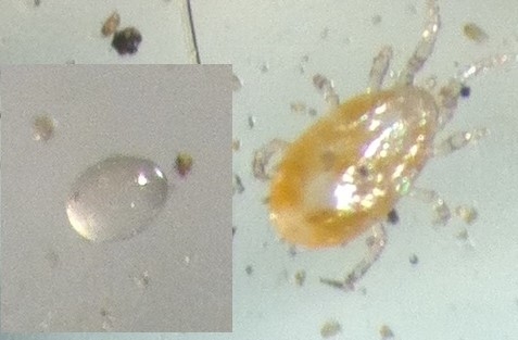 Neoseiulus sp and egg