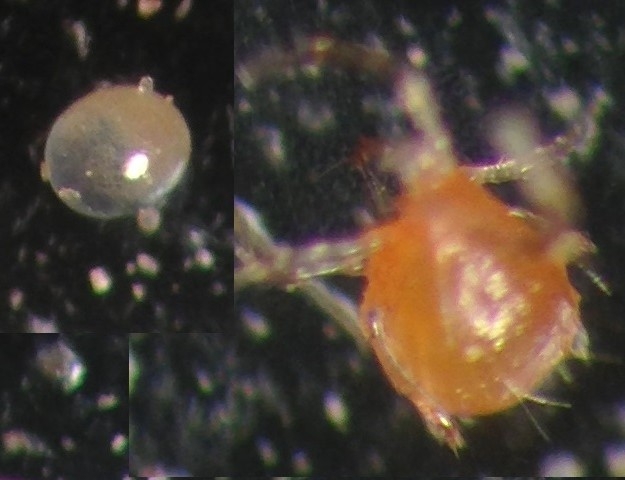 Phytoseiulus persimilis adult and egg