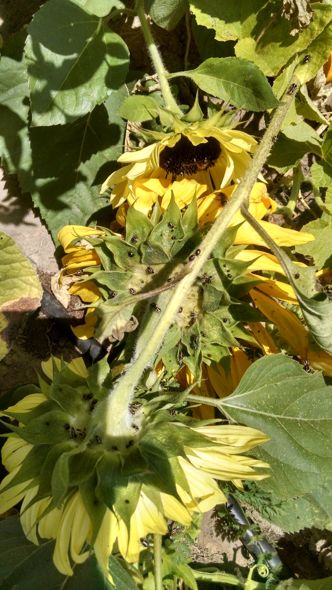 Bagrada bug-Larry Adcock, AG-Sunflower-20140819