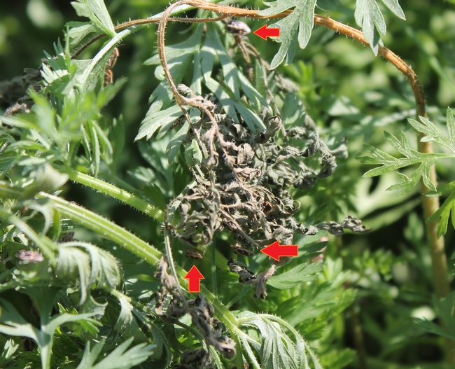 Bagrada bug-Rick Machado, Menifee, CA-Carrot damage-2014SEP