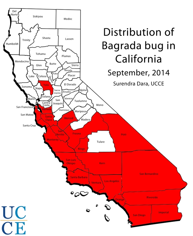Bagrada bug distribution in California September 2014