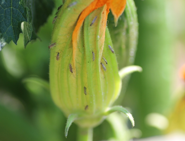 Tomato bug on zucchini-Lompoc 20150909 (3)
