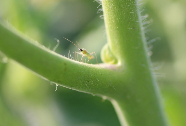 Tomato bug on tomato-UC Davis 20150911 (1)