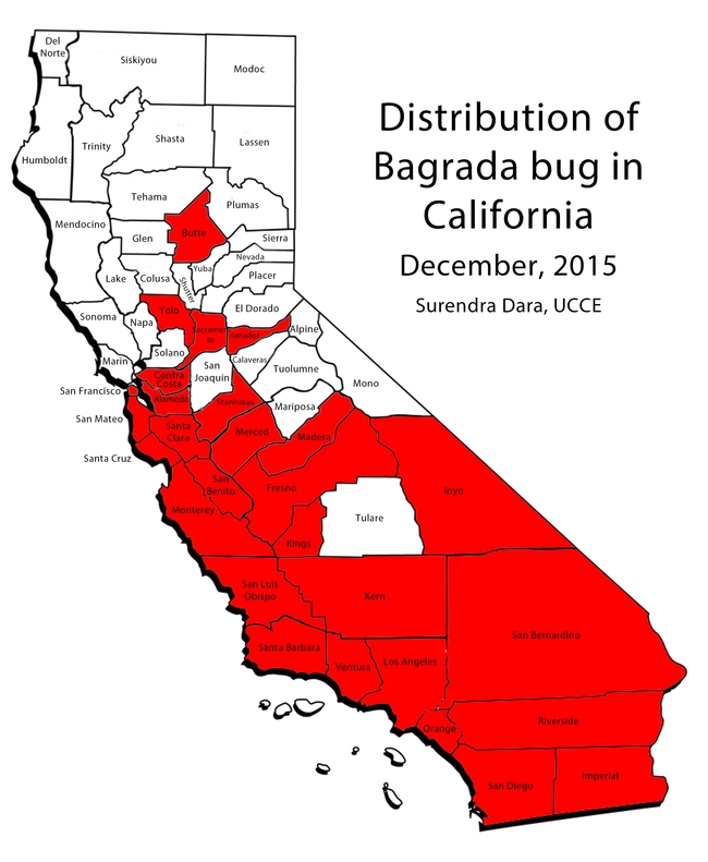Bagrada bug distribution in California December 2015