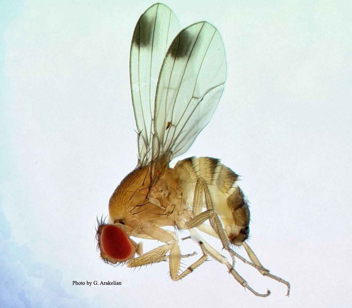 Prevent infestation with Vinegar Flies, avoid the risk of having Drosophila  Melanogaster in your home