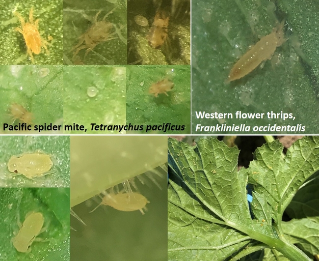 Pacific spider mite, western flower thrips, aphids